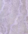 33 - Lilac-3 left